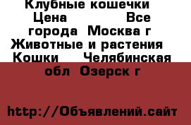 Клубные кошечки › Цена ­ 10 000 - Все города, Москва г. Животные и растения » Кошки   . Челябинская обл.,Озерск г.